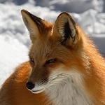 Fox_head_1